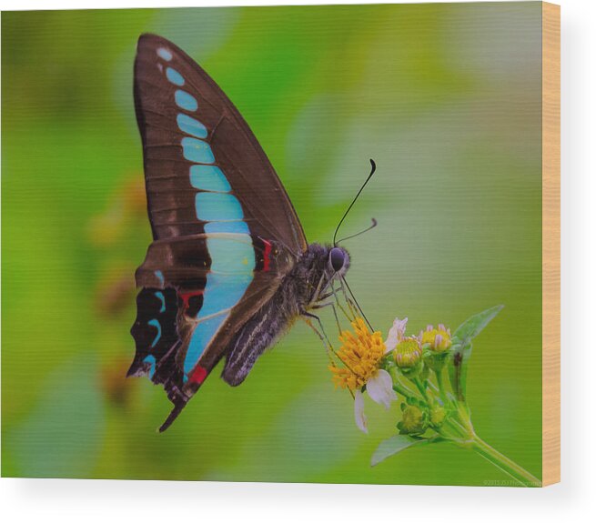 Blue Triangle Wood Print featuring the photograph Macro Blue Triangle Butterfly on Okuma by Jeff at JSJ Photography