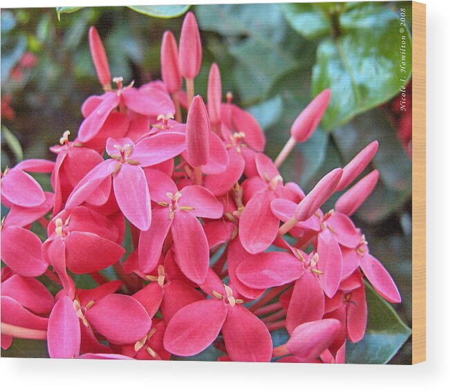 Flowers Wood Print featuring the photograph Magenta Flora by Nicole I Hamilton