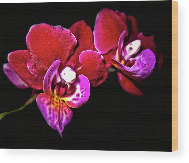 Top-artist Wood Print featuring the photograph Magenta Phaleonopsis Orchid by Joyce Dickens