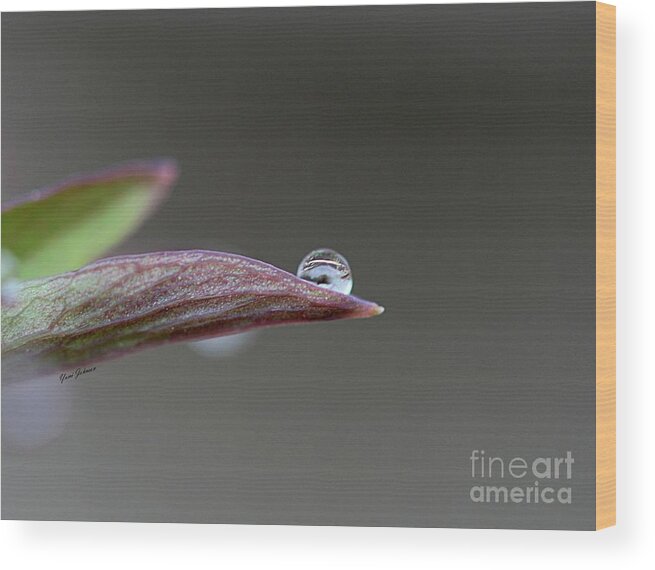 Droplets Wood Print featuring the photograph Magical ball by Yumi Johnson