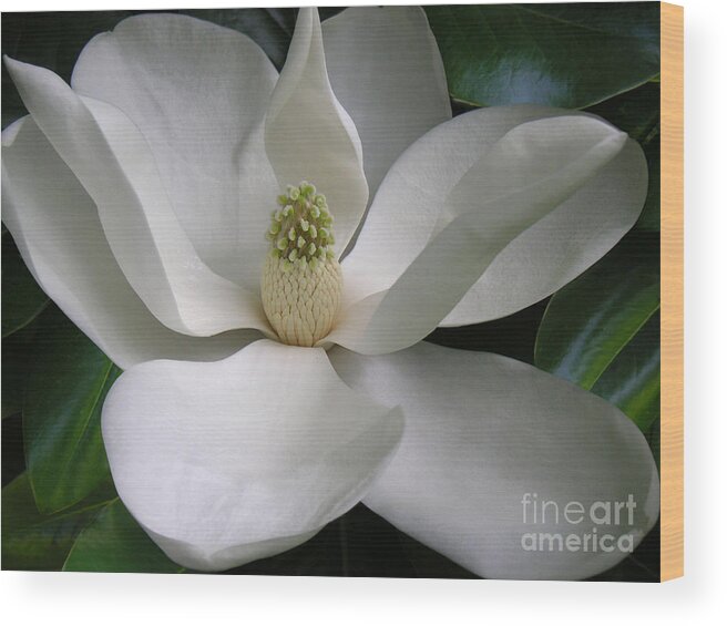 Nature Wood Print featuring the photograph Magnolia Taking In The Light by Lucyna A M Green