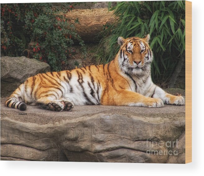 Tiger Wood Print featuring the photograph Majestic by Shari Nees