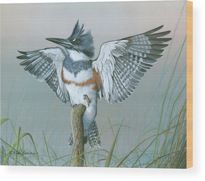 King Fisher Wood Print featuring the painting Male Belted Kingfisher by Mike Brown