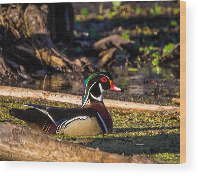 3 Nd Nature Wood Print featuring the photograph Male Wood Duck by Gregory Daley MPSA