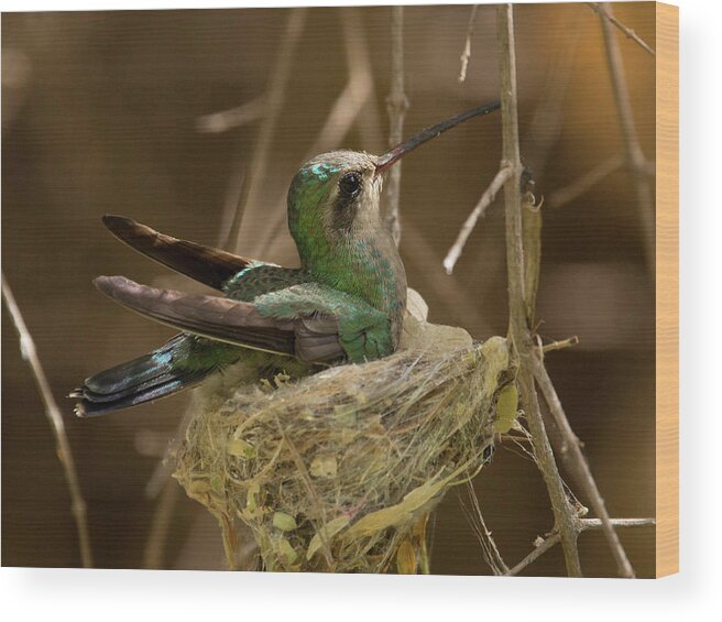 Hummingbird Wood Print featuring the photograph Mama Hummingbird by Sue Cullumber