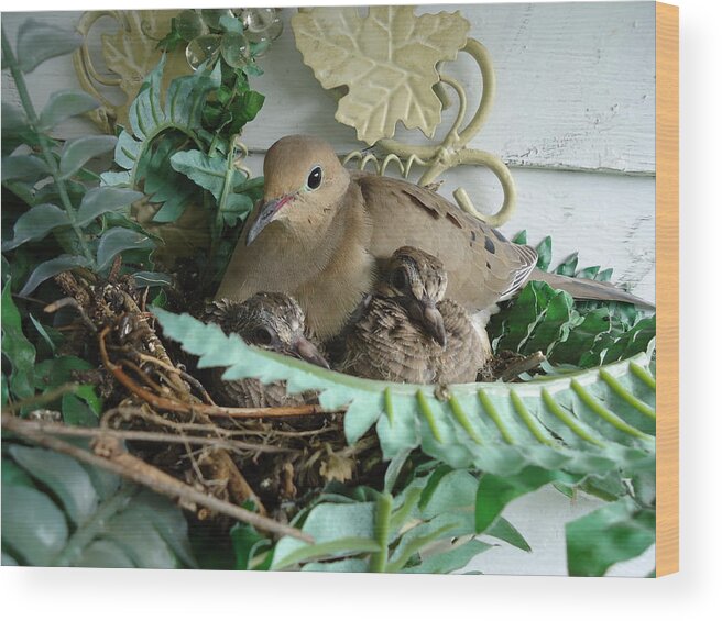 Birds Wood Print featuring the photograph Mama Morning Dove by Leslie Manley
