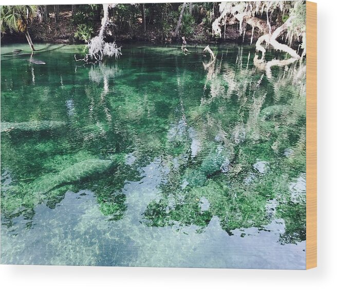 Manatees Wood Print featuring the photograph Manatees by Michael Albright