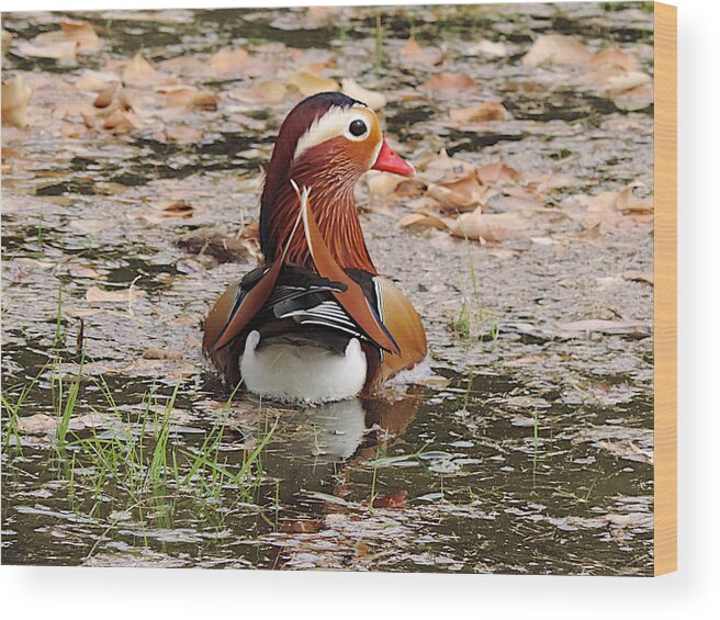 Mandarin Duck Wood Print featuring the photograph Mandarin Duck by Richard Gehlbach