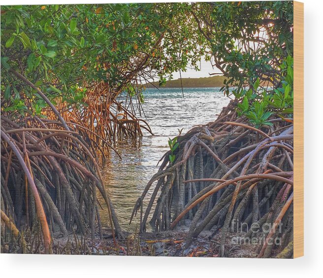 Mangrove Wood Print featuring the photograph Mangrove by Laura Forde