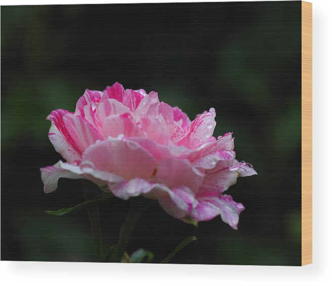 Rose Wood Print featuring the photograph Marbeled Rose by Juergen Roth