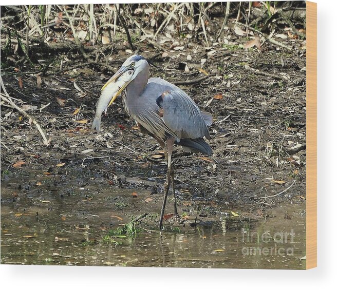Great Blue Heron Wood Print featuring the photograph Massive Meal by Al Powell Photography USA