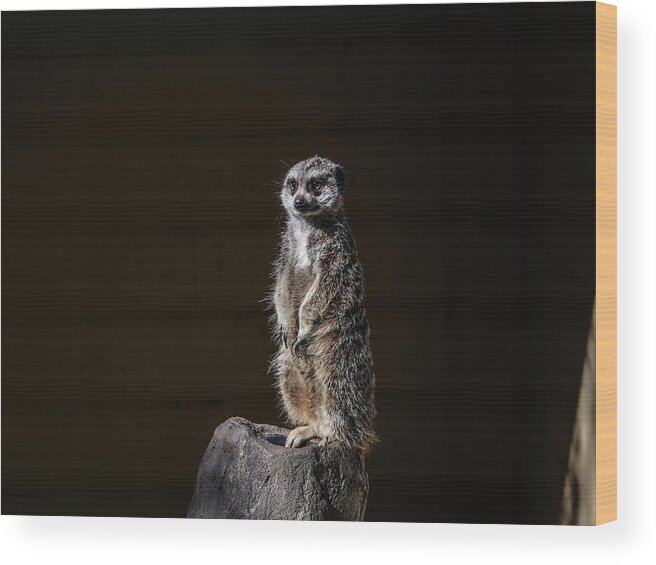 Meerkat Wood Print featuring the digital art Meerkat by Kathleen Illes