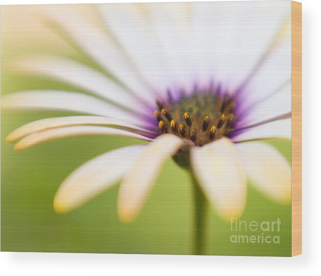 Flowers Wood Print featuring the photograph Melon Symphony Macro 3 by Dorothy Lee