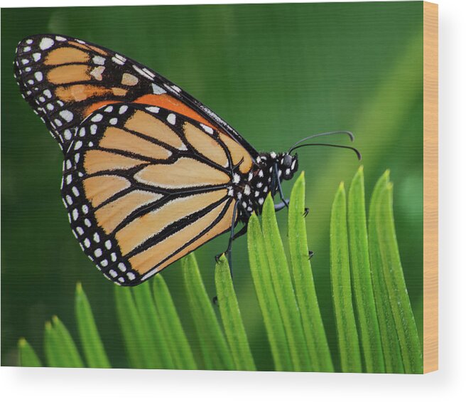 Monarch Wood Print featuring the photograph Monarch Butterfly 7642-101417-1cr by Tam Ryan