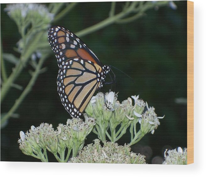 Monarch Wood Print featuring the photograph Monarch on Frostweed by Celene Terry