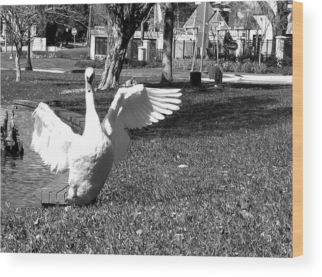Swan Wood Print featuring the photograph Monochrome Flapping Swan by Christopher Mercer