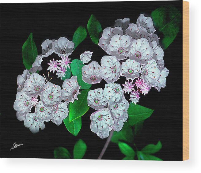Nature Wood Print featuring the photograph Montain Laurel by Phil Jensen
