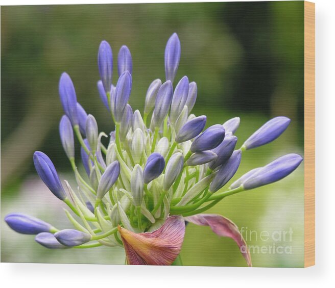 Purple Wood Print featuring the photograph Montana Flower by Diane Lesser