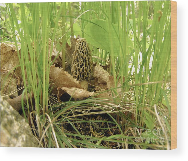 Morel Wood Print featuring the photograph Morel Mushroom by Angie Rea