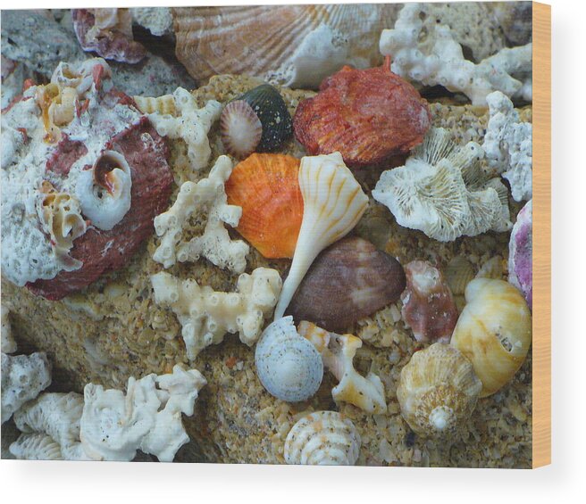 Shells Wood Print featuring the photograph Morning Treasures by Peggy King