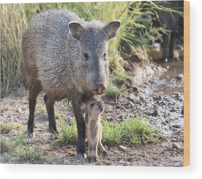 Arizona Wood Print featuring the photograph Mother and Baby Javelina by Steve Wolfe
