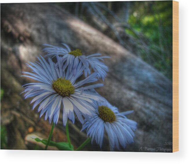 Mountain Daisy Wood Print featuring the photograph Mountain Daisies and a Downed Spruce by Aaron Burrows