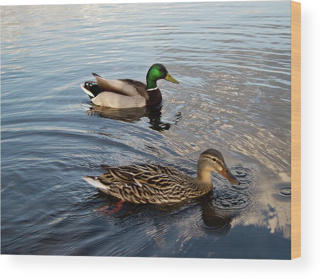 Mallard Wood Print featuring the photograph Mr and Mrs Duck on Parade by Douglas Barnett