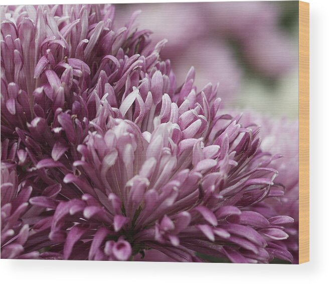 Purple Wood Print featuring the photograph Mum's the Word by Carol Sweetwood