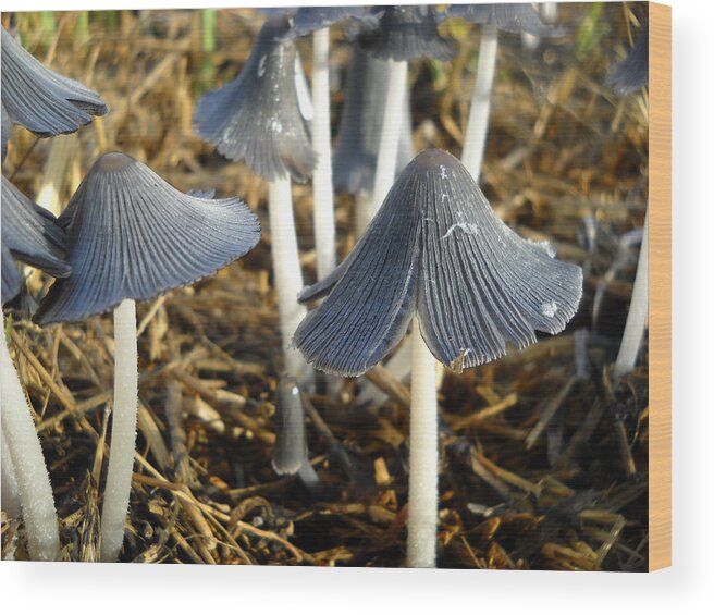 Mushrooms Wood Print featuring the photograph Mushrooms after a June rain by Kent Lorentzen