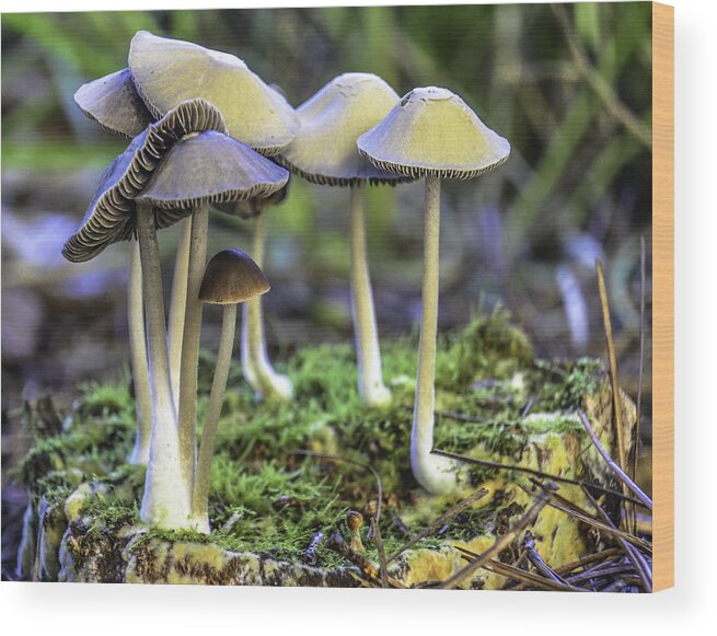 Nature Wood Print featuring the photograph Family of Mushrooms by WAZgriffin Digital