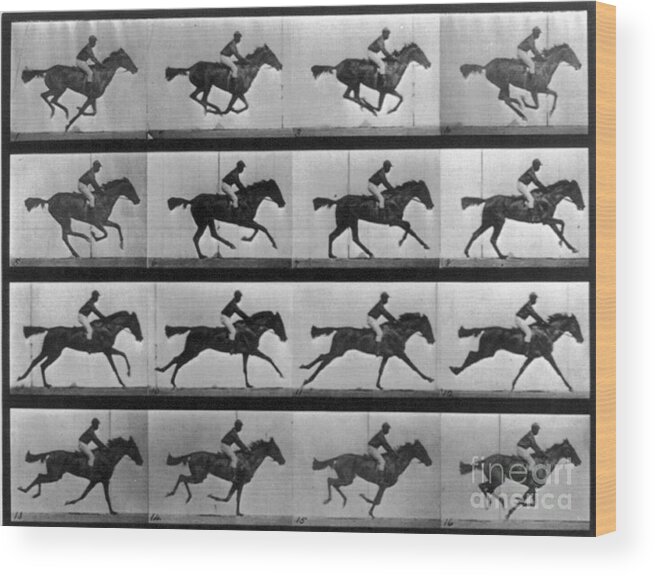 Well-known Wood Print featuring the photograph Muybridge Locomotion Racehorse by Photo Researchers