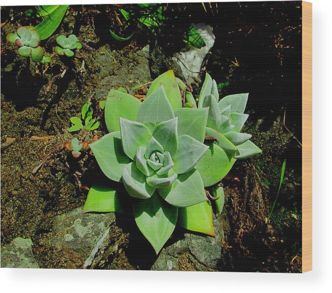 Succulent Wood Print featuring the photograph Natural Still Life #9 by Larry Bacon