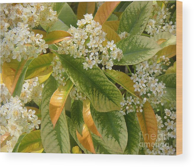 Nature Wood Print featuring the photograph Nature In The Wild - A Summer's Day by Lucyna A M Green