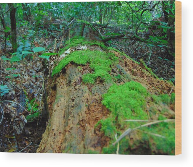 Decay Wood Print featuring the photograph Nature's Art by Richie Parks