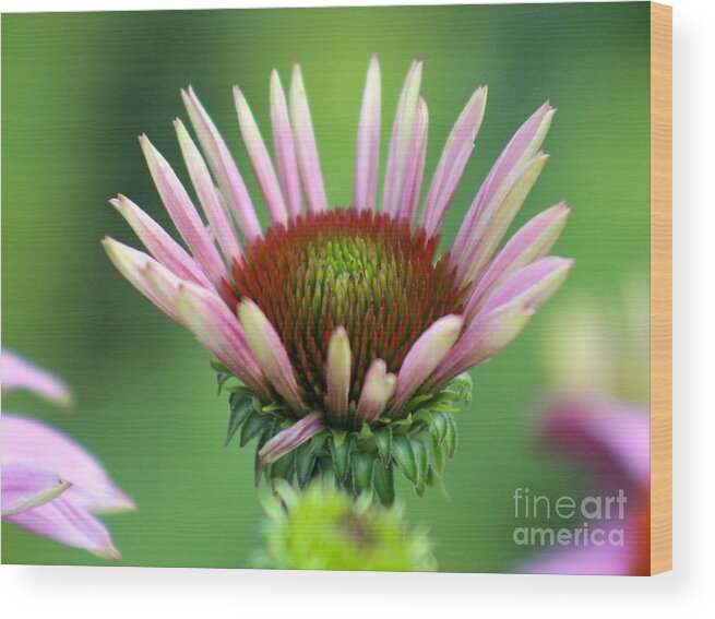 Pink Wood Print featuring the photograph Nature's Beauty 75 by Deena Withycombe