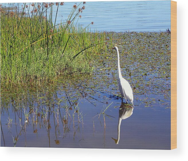 Bird Wood Print featuring the photograph Natures Reflection by Terri Mills