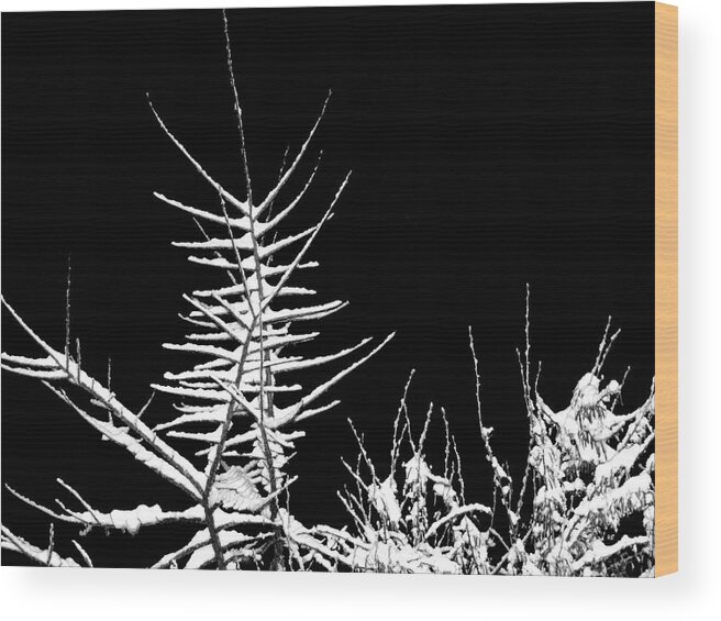 Night Wood Print featuring the photograph Night Shot 1 by Will Borden