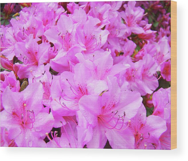 Azalea Wood Print featuring the photograph OFFICE ART Azalea Flowers Botanical 31 Azaleas Giclee Art Prints Baslee Troutman by Patti Baslee