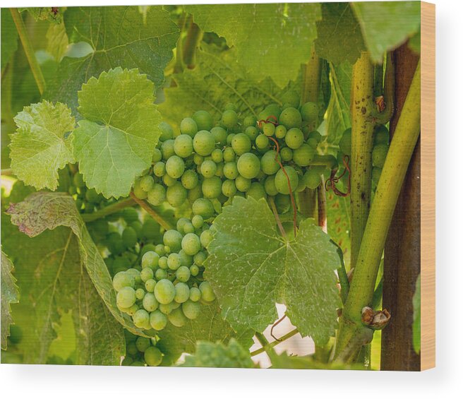 Grapes Wood Print featuring the photograph On the Vine by Derek Dean