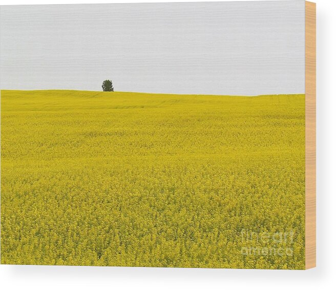 Photograph Wood Print featuring the photograph One Tree Mustard Flower Fields by Delynn Addams