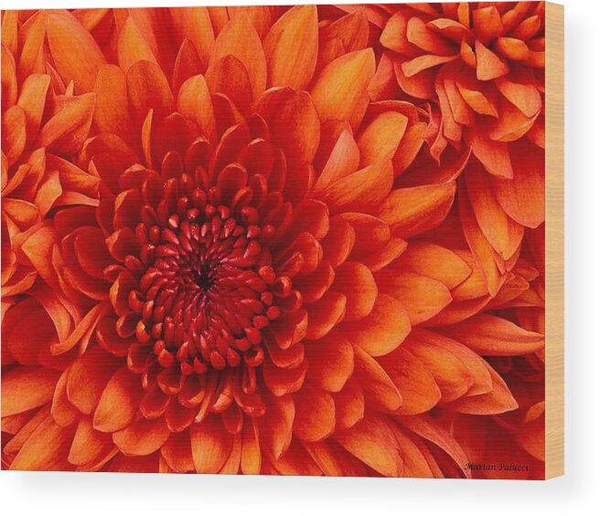 Chrysanthemums Wood Print featuring the photograph Orange Bloom by Marian Lonzetta