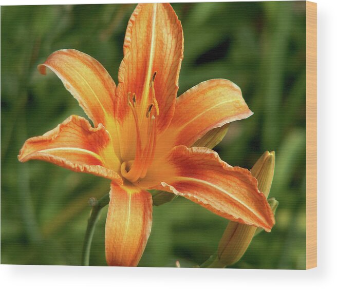 Lily Wood Print featuring the photograph Orange Delight by Lisa Blake