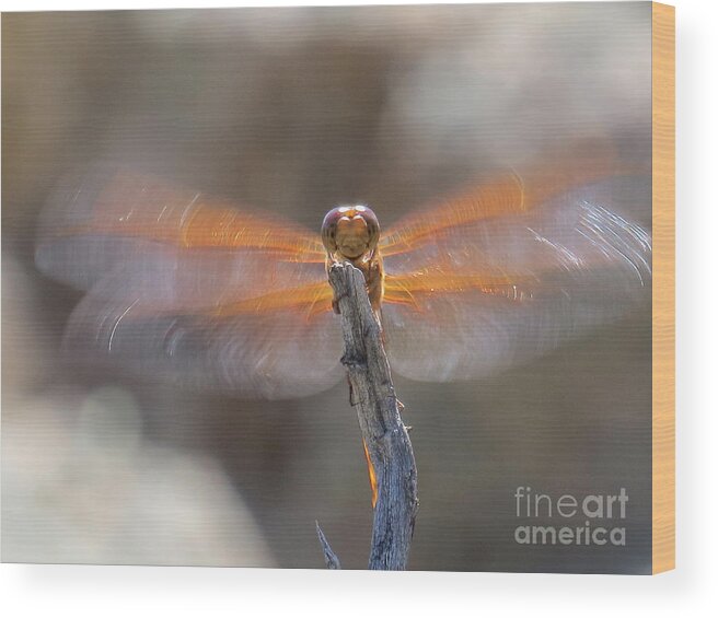 Nature Wood Print featuring the photograph Dragonfly 4 by Christy Garavetto