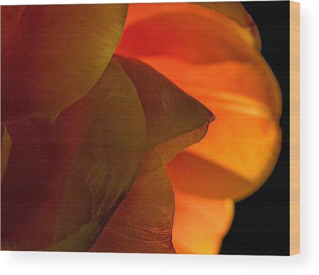 Flower Wood Print featuring the photograph Orange Petals by Robert Ullmann