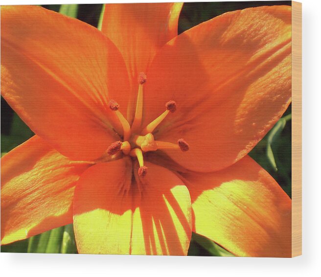 Flowers Wood Print featuring the photograph Orange Pop by Cris Fulton