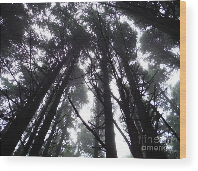 Oregon Pine Tops 3 Wood Print featuring the photograph Oregon Pine Tops 3 by Paddy Shaffer