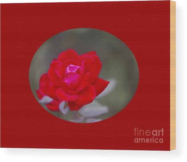 Nature Wood Print featuring the photograph Oval Rose Motif by Linda Phelps