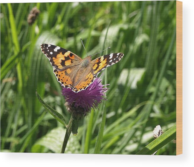 Painted Lady Wood Print featuring the photograph Painted Lady Vanessa cardui by Richard Brookes
