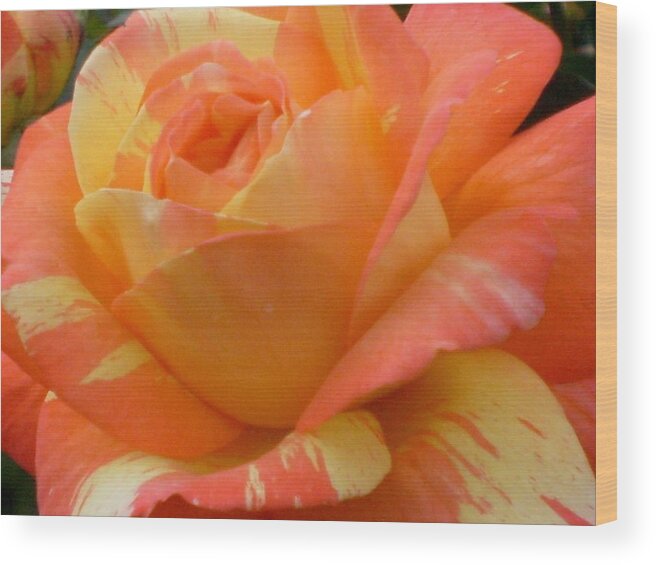 Flower Wood Print featuring the photograph Painted Rose by Lila Mattison