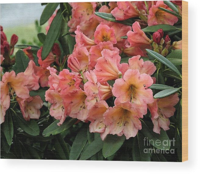 Unregistered Rhododendron Hybrid Wood Print featuring the photograph Painterly Rhododendron Grouping by Chris Anderson